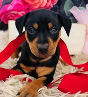 Petie-STUNNER (ears cropped already), a male Miniature Pinscher for sale in Tulsa, OK – Photo 3 of 4