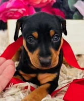 Petie-STUNNER (ears cropped already), a male Miniature Pinscher for sale in Tulsa, OK – Photo 2 of 4