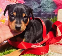 Petie-STUNNER (ears cropped already), a male Miniature Pinscher for sale in Tulsa, OK – Photo 4 of 4