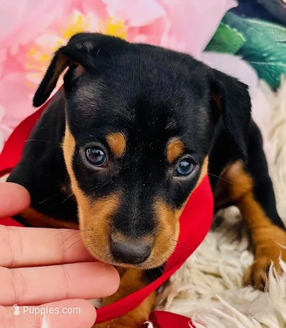 Petie-STUNNER (ears cropped already) – Miniature Pinscher puppy for sale in Tulsa, OK
