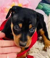 Petie-STUNNER (ears cropped already), a male Miniature Pinscher for sale in Tulsa, OK – Photo 1 of 4