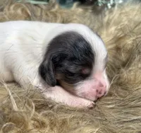 SUGAR-Dapple!!, a female Miniature Dachshund for sale in Tulsa, OK – 5 of 5