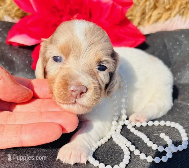 Misty-piebald Dapple Longhair – Miniature Dachshund puppy for sale in Tulsa, OK