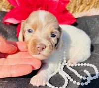Misty-piebald Dapple Longhair, a female Miniature Dachshund for sale in Tulsa, OK – Photo 1 of 3