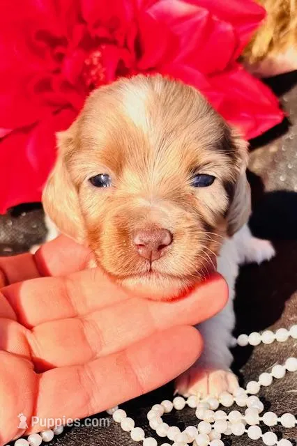 Misty-piebald Dapple Longhair – Miniature Dachshund puppy for sale in Tulsa, OK