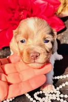 Misty-piebald Dapple Longhair, a female Miniature Dachshund for sale in Tulsa, OK – Photo 3 of 3