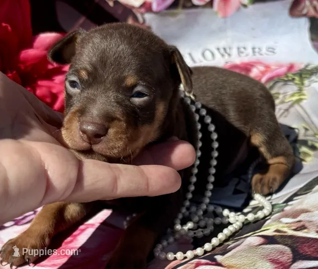 Parker-CHOCOLATE – Miniature Pinscher puppy for sale in Claremore, OK