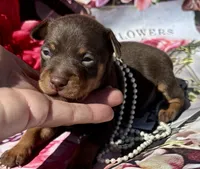 Parker-CHOCOLATE, a male Miniature Pinscher for sale in Claremore, OK – 1 of 2
