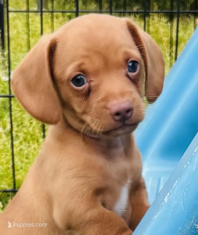 Sweet Titus – Miniature Dachshund puppy for sale in Tulsa, OK