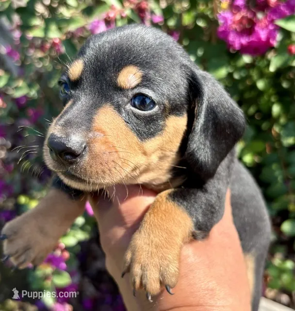 Mikey-Black/tan – Miniature Dachshund puppy for sale in Claremore, OK