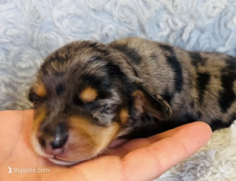 AKC Dapple-FEMALE – Miniature Dachshund puppy for sale in Claremore, OK