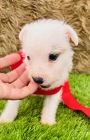 Murdock-Health Tested, a male Jack Russell Terrier for sale in Tulsa, OK – Photo 2 of 2