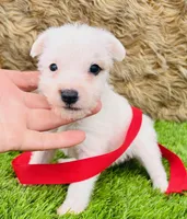 Murdock-Health Tested, a male Jack Russell Terrier for sale in Tulsa, OK – Photo 1 of 2