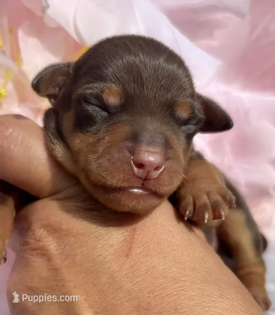 Nike-Chocolate – Miniature Pinscher puppy for sale in Claremore, OK