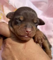 Nike-Chocolate, a male Miniature Pinscher for sale in Claremore, OK – 1 of 1