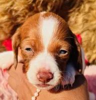 Ruby-petite, a female Miniature Dachshund for sale in Tulsa, OK – Photo 3 of 3