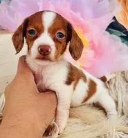 Ruby-petite little FIREBALL :), a female Miniature Dachshund for sale in Tulsa, OK – Photo 3 of 4