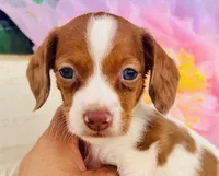 Ruby-petite little FIREBALL :), a female Miniature Dachshund for sale in Tulsa, OK – Photo 2 of 4
