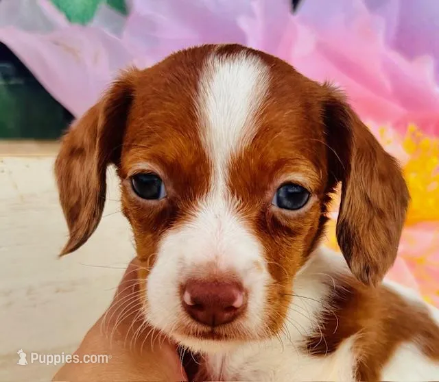 Ruby-petite little FIREBALL :) – Miniature Dachshund puppy for sale in Tulsa, OK