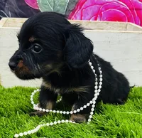 Sarah, a female Miniature Dachshund for sale in Tulsa, OK – 2 of 2