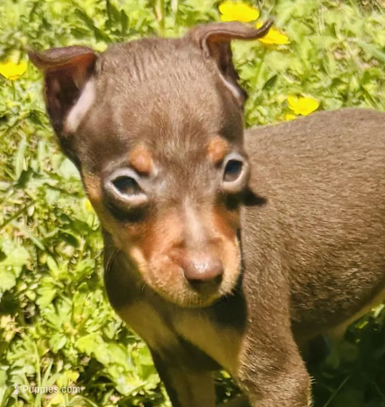 Chocolate Marty! – Miniature Pinscher puppy for sale in Tulsa, OK
