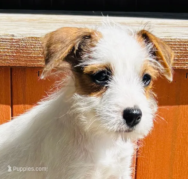 Martha-Health Tested – Jack Russell Terrier puppy for sale in Tulsa, OK