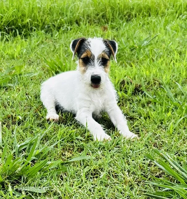 Tracker-Health Tested – Jack Russell Terrier puppy for sale in Tulsa, OK