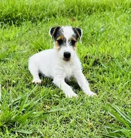 Tracker-Health Tested, a male Jack Russell Terrier for sale in Tulsa, OK – 1 of 1