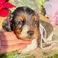 Dapple Dixie, a female Miniature Dachshund for sale in Tulsa, OK – Photo 2 of 3