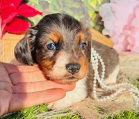 Dapple Dixie, a female Miniature Dachshund for sale in Tulsa, OK – Photo 2 of 3