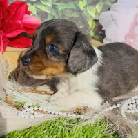 Dapple Dixie, a female Miniature Dachshund for sale in Tulsa, OK – Photo 3 of 3