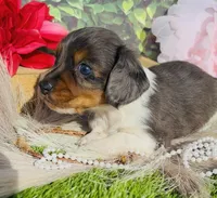 Dapple Dixie, a female Miniature Dachshund for sale in Tulsa, OK – Photo 3 of 3