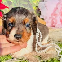 Dapple Dixie, a female Miniature Dachshund for sale in Tulsa, OK – Photo 1 of 3