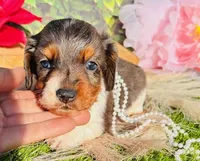 Dapple Dixie, a female Miniature Dachshund for sale in Tulsa, OK – Photo 1 of 3
