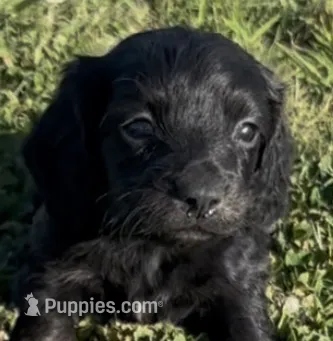 Black Beauty – Miniature Dachshund puppy for sale in Tulsa, OK