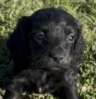 Black Beauty, a male Miniature Dachshund for sale in Tulsa, OK – 1 of 4