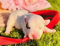 Kiki, a female Jack Russell Terrier for sale in Tulsa, OK – Photo 1 of 3