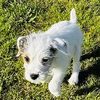Maddie-Health Tested, a female Jack Russell Terrier for sale in Tulsa, OK – 5 of 5