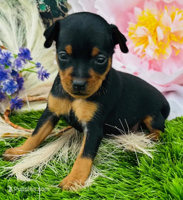 Little Billy – Miniature Pinscher puppy for sale in Tulsa, OK