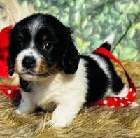 Ashley, a female Miniature Dachshund for sale in Tulsa, OK – 1 of 3
