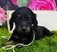Harley-Longhair, a male Miniature Dachshund for sale in Tulsa, OK – 1 of 2