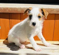 Martha-Health Tested, a female Jack Russell Terrier for sale in Tulsa, OK – 3 of 6
