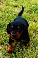 Topper, a male Miniature Dachshund for sale in Tulsa, OK – 2 of 2