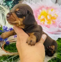 Apple-Chocolate, a female Miniature Dachshund for sale in Tulsa, OK – 1 of 1