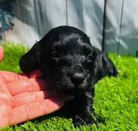 Black Beauty, a male Miniature Dachshund for sale in Tulsa, OK – 3 of 4