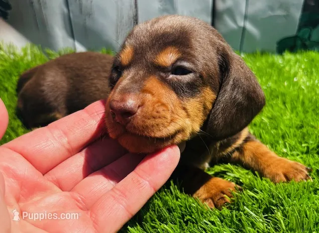 Chocolate Eddie – Miniature Dachshund puppy for sale in Tulsa, OK