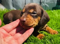 Chocolate Eddie, a male Miniature Dachshund for sale in Tulsa, OK – 1 of 1