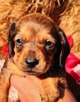 Rusty, a male Miniature Dachshund for sale in Tulsa, OK – Photo 1 of 2