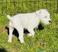 Murdock-Health Tested, a male Jack Russell Terrier for sale in Tulsa, OK – 3 of 5