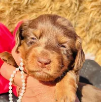 Mandy-Longhair Dapple, a female Miniature Dachshund for sale in Tulsa, OK – Photo 5 of 5